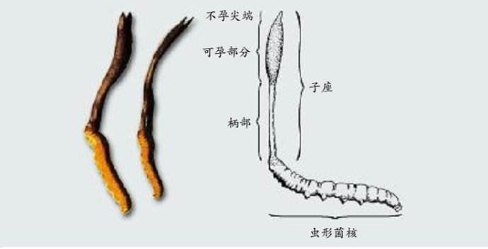 蝙蝠蛾被毛孢菌